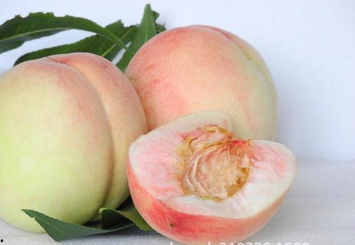 沈阳蜜桃事件吃瓜,揭秘背后真相与网络舆论风暴  第1张